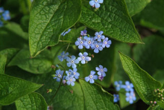 Brunnera macrophylla  bestellen